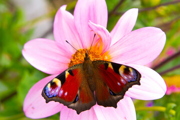 Beautiful butterflie Peacock's Eye (Aglais io) collect nectar on a pink daisy. Summer in the garden. Close-up. Place for your text. © Евгения Надежина