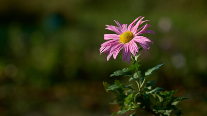 Obraz premium Flower of pink chrysanthemum with dewdrops in the morning sunlight.
