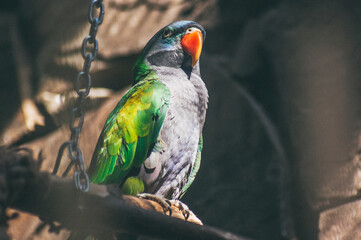 Gray - green parrot with a red beak