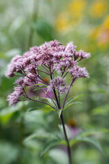 Fototapeta premium Joe Pye Weed on the prairie
