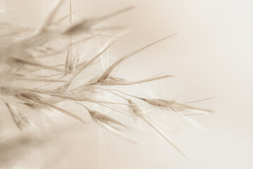 Dry soft mist effect beige romantic cane reed rush flowers with fluffy buds on blur natural background macro