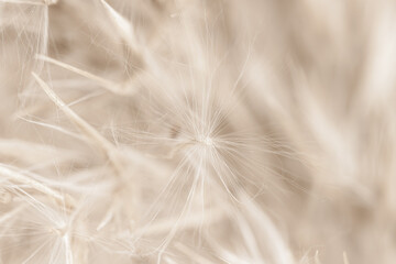 Dry soft mist effect beige romantic cane reed rush fluffy buds on blur natural background macro