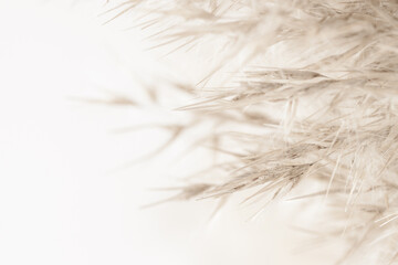 Dry soft mist effect beige romantic cane reed rush with fluffy buds on light background macro