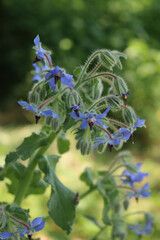 Borage in bloom with many blue flowers on summer . Borago officinalis in the garden