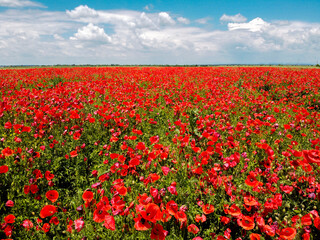Summer landscape with blossomed red poppies on a field  and cloudy sky background