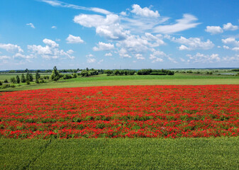 Agricultural summer landscape , aerial view of a diagonal strip of blossomed poppies field , next to wheat crop and against a blue cloudy sky.