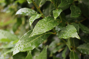 Many green leaves of Laurel bush on branches covered by raindrops. Laurus nobilis in the garden