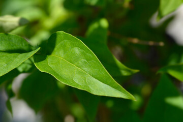 Korean abeleaf