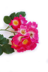 Rose branch in bloom with many pink flowers isolated on white background