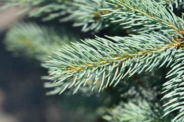 Colorado blue spruce Iseli Fastigiate