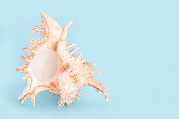 Single Large White seashell on blue background with copy space