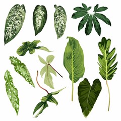 Many kind of tropical leaves. Cute realistic leaves isolated elements on the white background.