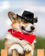 cute corgi dog in cowboy the hat stands on a fence in the countryside