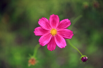 Obraz premium a pink cosmos common in autumn
