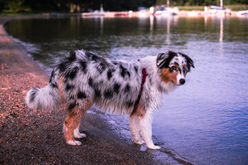 A cute Australian Shepherd Dog on the lakeside.