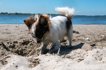 Chihuahua im Sommer am Strand