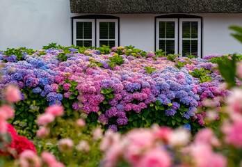 Hortensie Hydrangea Garten Blumen Vorgarten farben bunt Blütenstände Fenster intensiv blau lila...