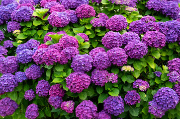 Hortensie Hydrangea Garten Blumen Busch farben bunt Blütenstände Pracht intensiv blau lila pink...