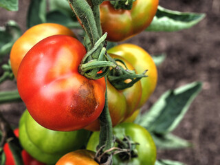 Beginnende Braunfäule an einer Tomatenpflanze