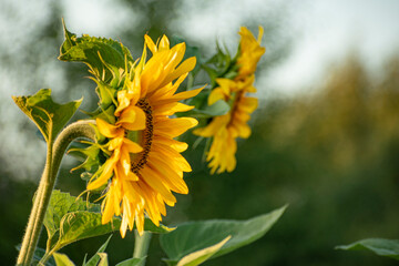sunflower in summer słonecznik kwitnie w sierpniu - obrazy, fototapety, plakaty