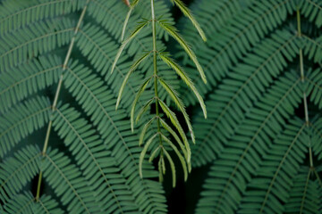 leaf