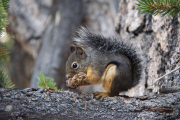 squirrel on a tree