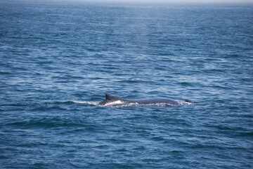 Naklejka premium dolphin jumping out of water