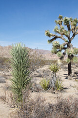Fototapeta premium joshua tree national park