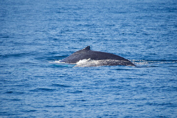 Fototapeta premium humpback tail