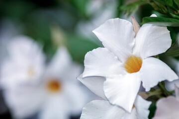 A white Flower