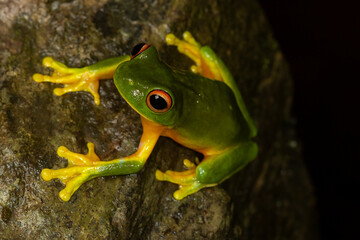 Orange-thighed tree frog (Litoria xanthomera) on a wet stone in the rainforest. Kuranda, Queensland, Australia.