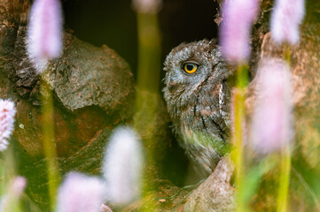 A very rare Eurasian Scops Owl (Otus scops) looking out of a hole in a tree trunk. Around blooming meadow, beautiful colorful bokeh.