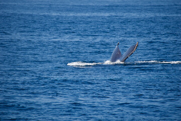 Fototapeta premium dolphins in the sea