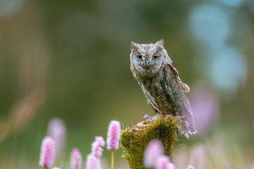 A very rare Eurasian Scops Owl (Otus scops) sitting on a tree trunk in a flowering meadow. Beautiful green bokeh, shallow depth of field.