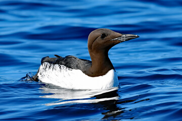 Guillemot resting on blue water