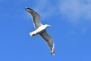 Sea gull against blue sky