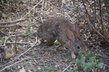 rabbit in the woods