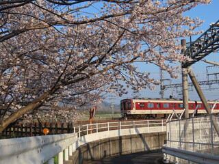 桜と電車と