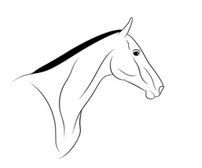 Akhal-Teke horse portrait is on a white background.