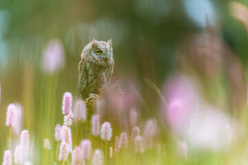 A very rare Eurasian Scops Owl (Otus scops) sitting on a tree trunk in a flowering meadow. Beautiful green bokeh, shallow depth of field.