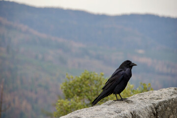 raven on the rock