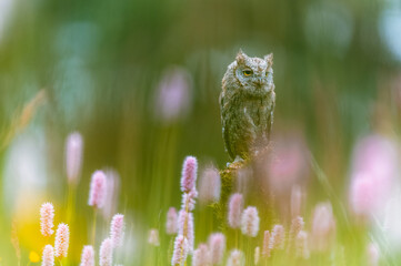 A very rare Eurasian Scops Owl (Otus scops) sitting on a tree trunk in a flowering meadow. Beautiful green bokeh, shallow depth of field.