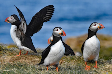 Puffins resting on shelf