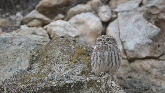 The little owl Athena Noctua sits on a rock and looks around
