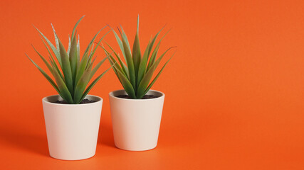 Two Artificial cactus plants or plastic or fake tree on orange background.