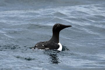 Somewhat scared guillemot