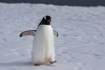 Fototapeta premium Gentoo penguin after a bath