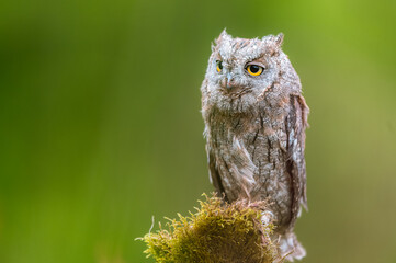 Very rare Eurasian Scops Owl (Otus scops) sitting on a tree trunk in a green field, portrait. Beautiful green bokeh, shallow depth of field.