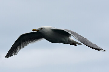 Seagull in gliding flight