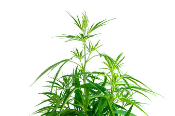 Cannabis or hemp isolated on white background.